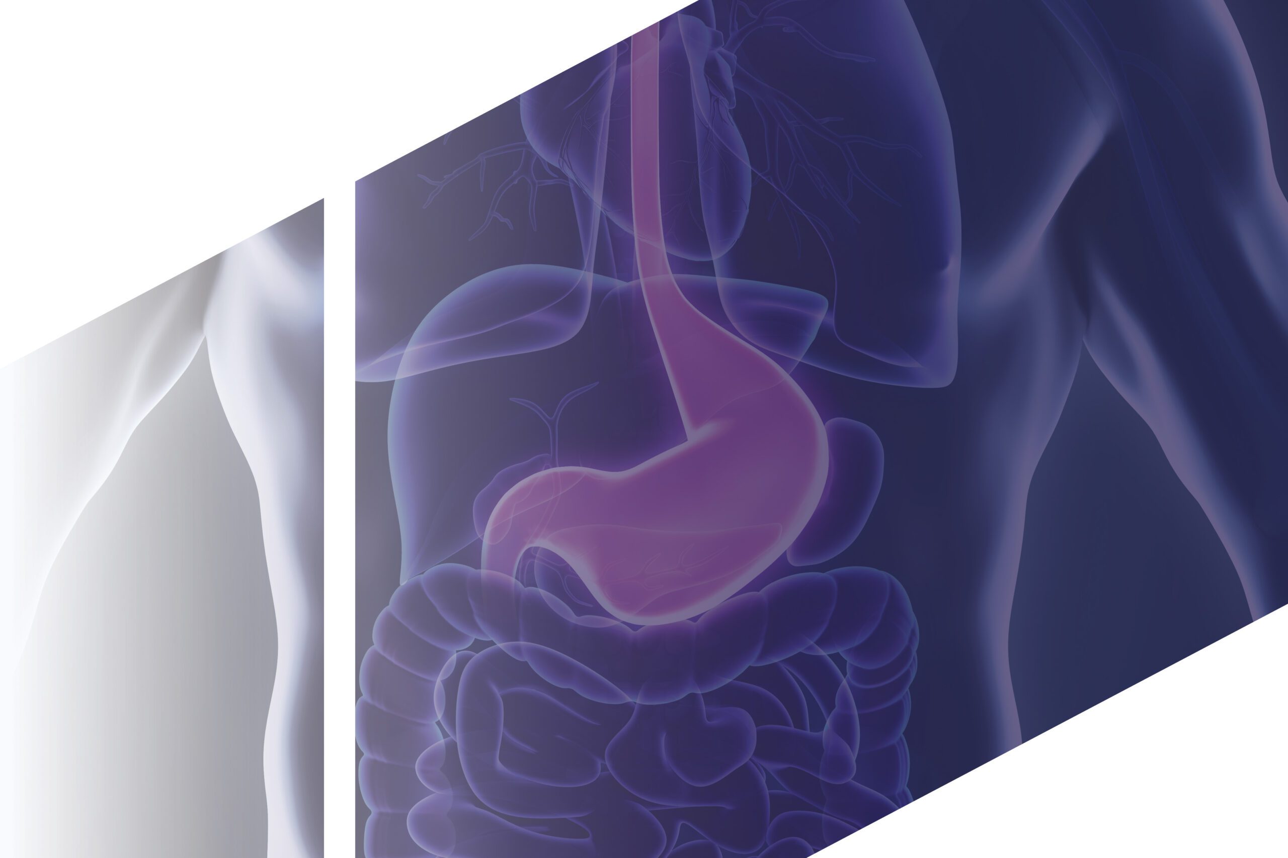 Gastro Guy_New Branding_Landscape3