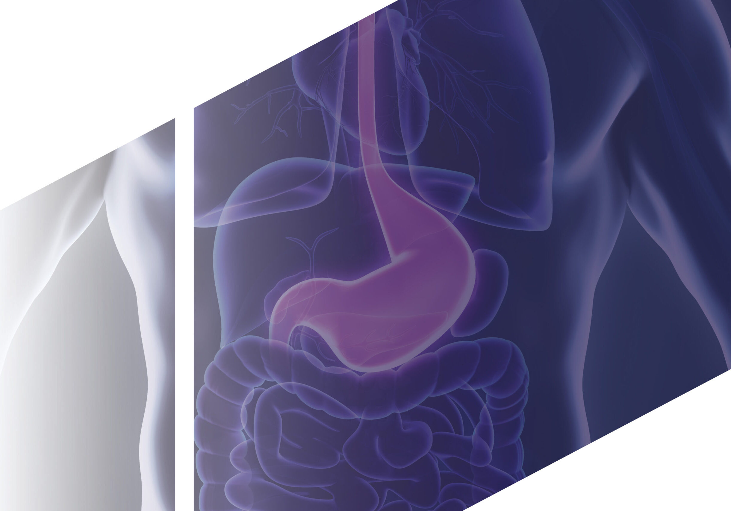 Gastro Guy_New Branding_Landscape3